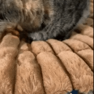 Self-Warming Cat Mat